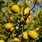 Chinesische Quitte Früchte (Chaenomeles speciosa)