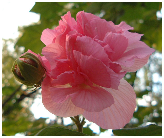 Chinesische Rose in der Geisterstadt, Fengdu