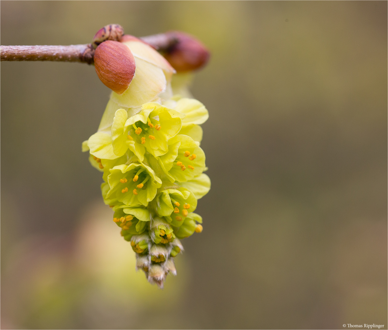 Chinesische Scheinhasel (Corylopsis sinensis).