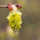 Chinesische Scheinhasel (Corylopsis sinensis).