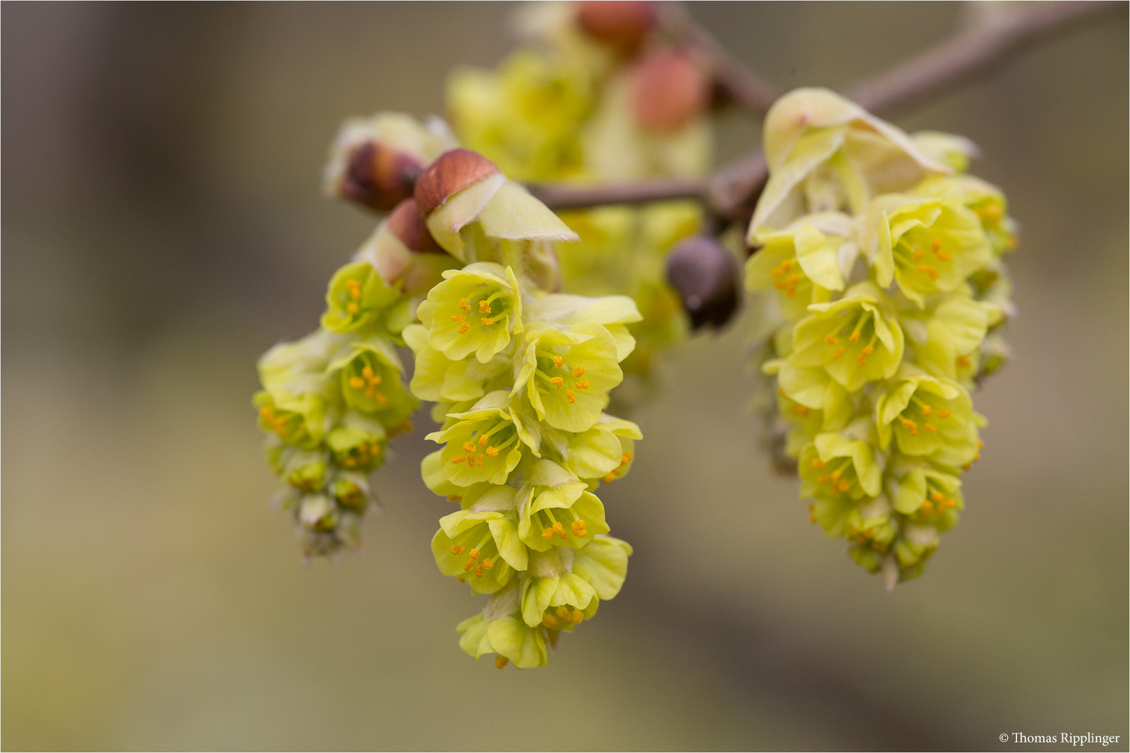 Chinesische Scheinhasel (Corylopsis sinensis)