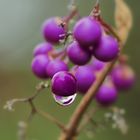 Chinesische Schönfrucht