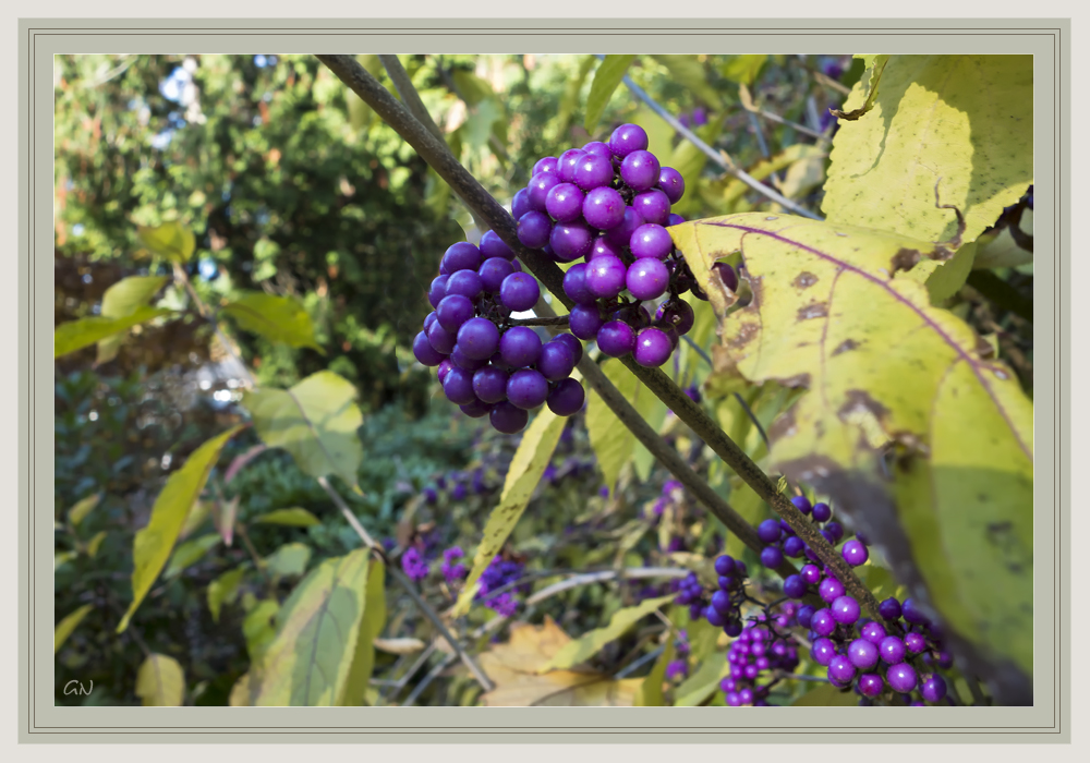 Chinesische Schönfrucht ( Callicarpa giraldii )