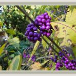 Chinesische Schönfrucht ( Callicarpa giraldii )