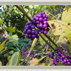 Chinesische Schönfrucht ( Callicarpa giraldii )