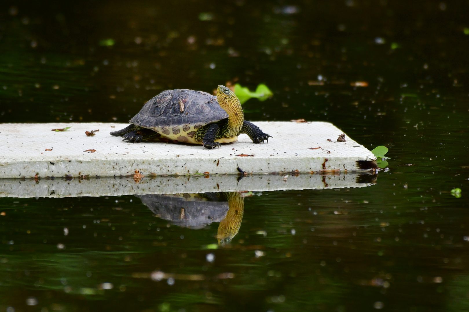 Chinesische Streifenschildkröte auf Styroporplatte