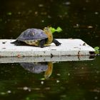 Chinesische Streifenschildkröte auf Styroporplatte