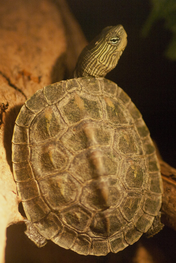 Chinesische Streifenschildkröte - fotografiert in der Neu-Ulmer Reptiliensammlung