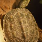 Chinesische Streifenschildkröte - fotografiert in der Neu-Ulmer Reptiliensammlung