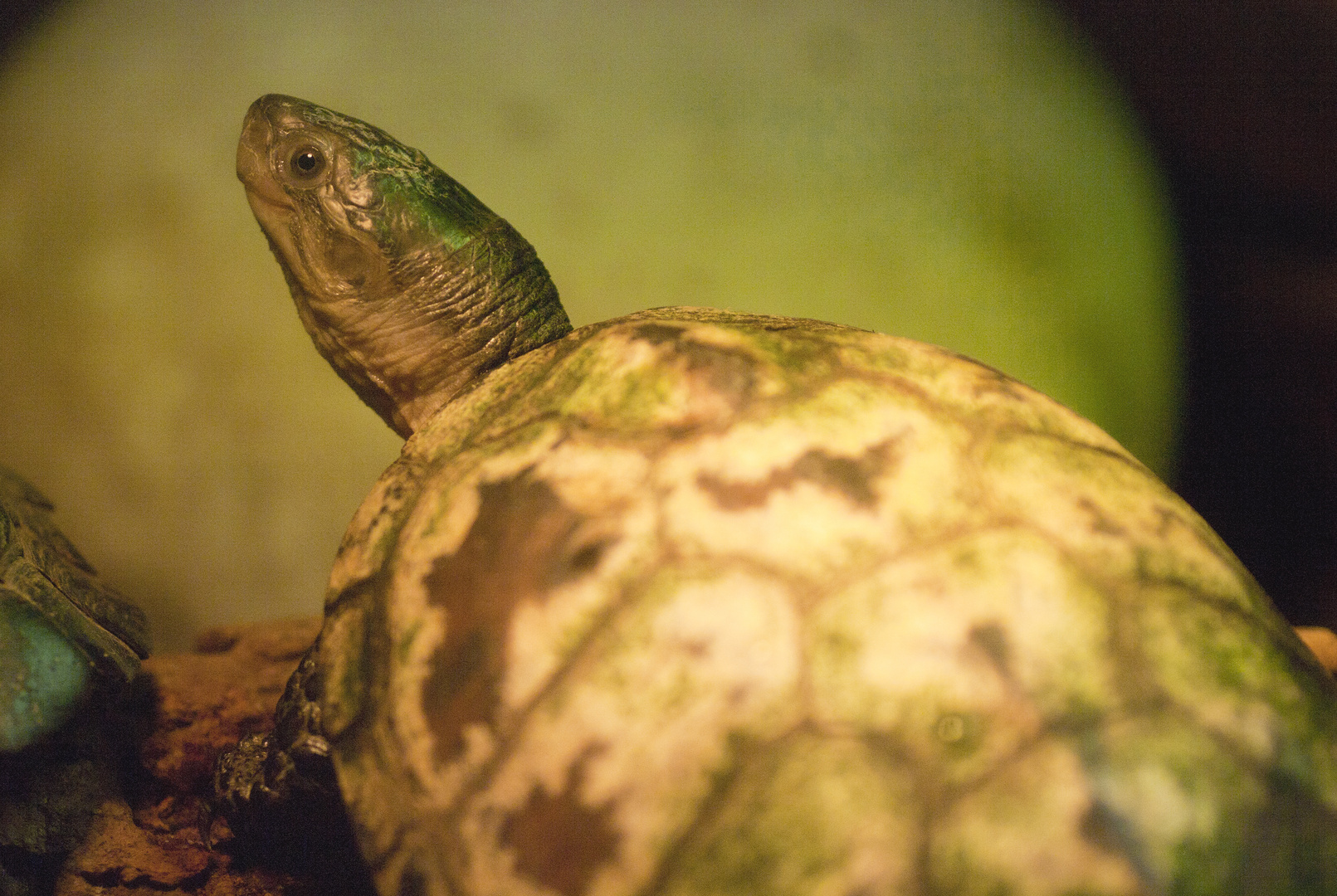 Chinesische Sumpfschildkröte - fotografiert in der Reptiliensammlung Neu-Ulm