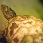 Chinesische Sumpfschildkröte - fotografiert in der Reptiliensammlung Neu-Ulm