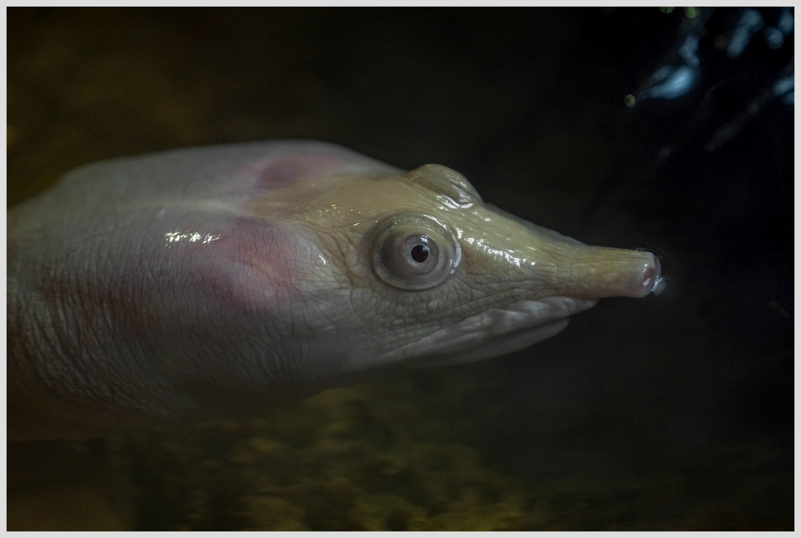 Chinesische Weichschildkröte