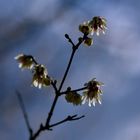 Chinesische Winterblüte