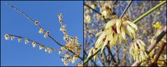 Chinesische Winterblüte