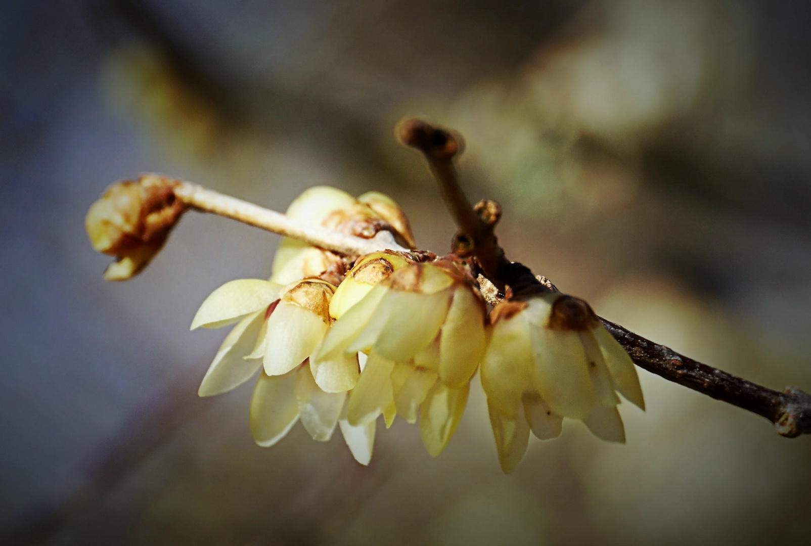 Chinesische Winterblüte