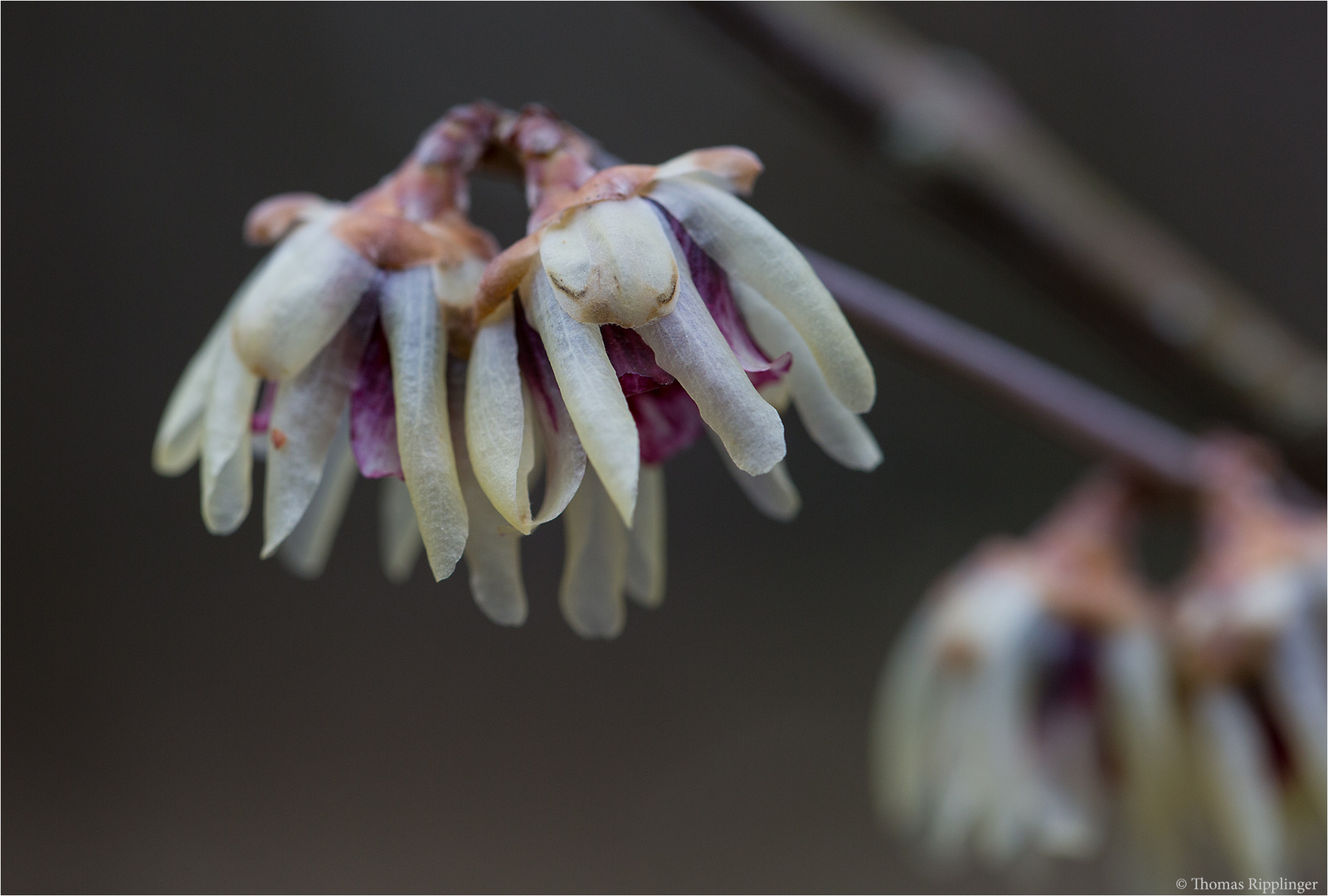 Chinesische Winterblüte (Chimonanthus praecox)..