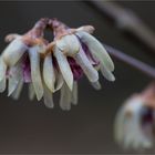 Chinesische Winterblüte (Chimonanthus praecox)..