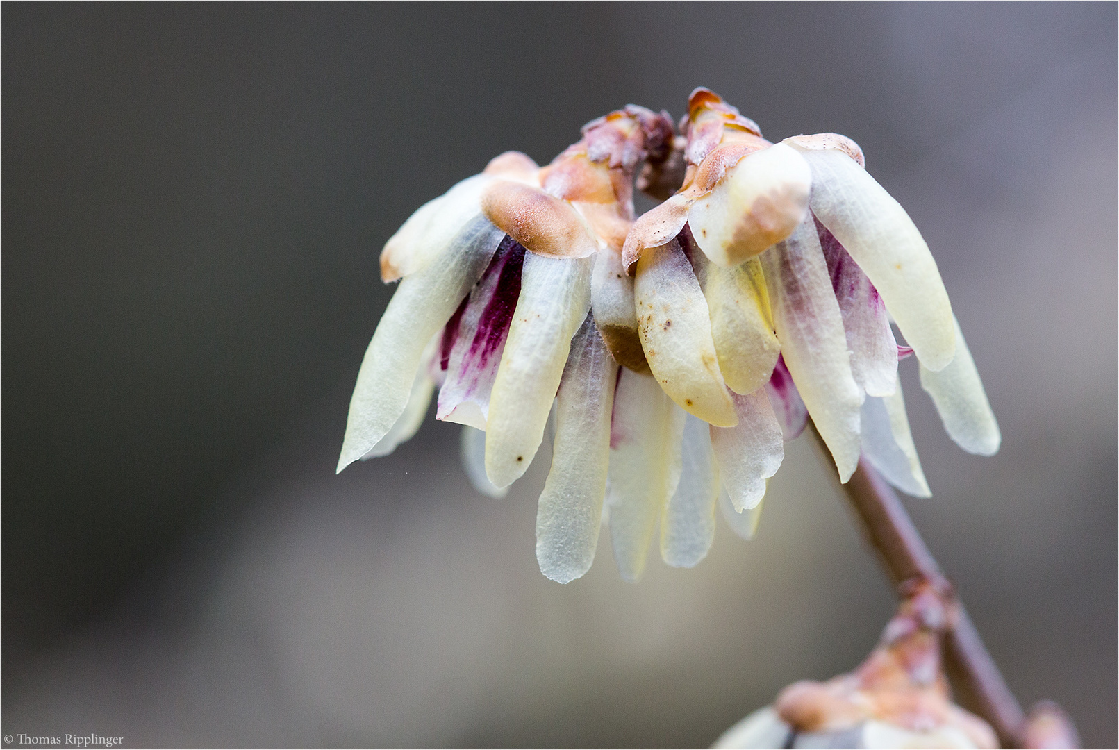 Chinesische Winterblüte (Chimonanthus praecox).