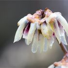 Chinesische Winterblüte (Chimonanthus praecox).