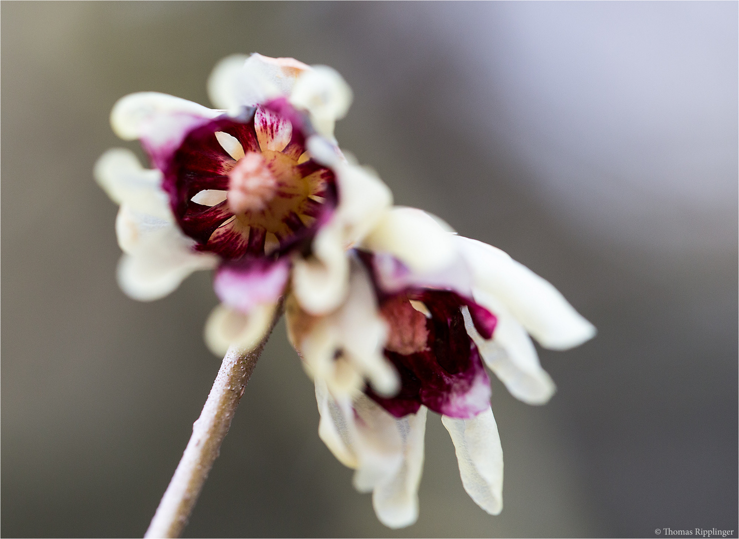 Chinesische Winterblüte (Chimonanthus praecox).... Foto & Bild