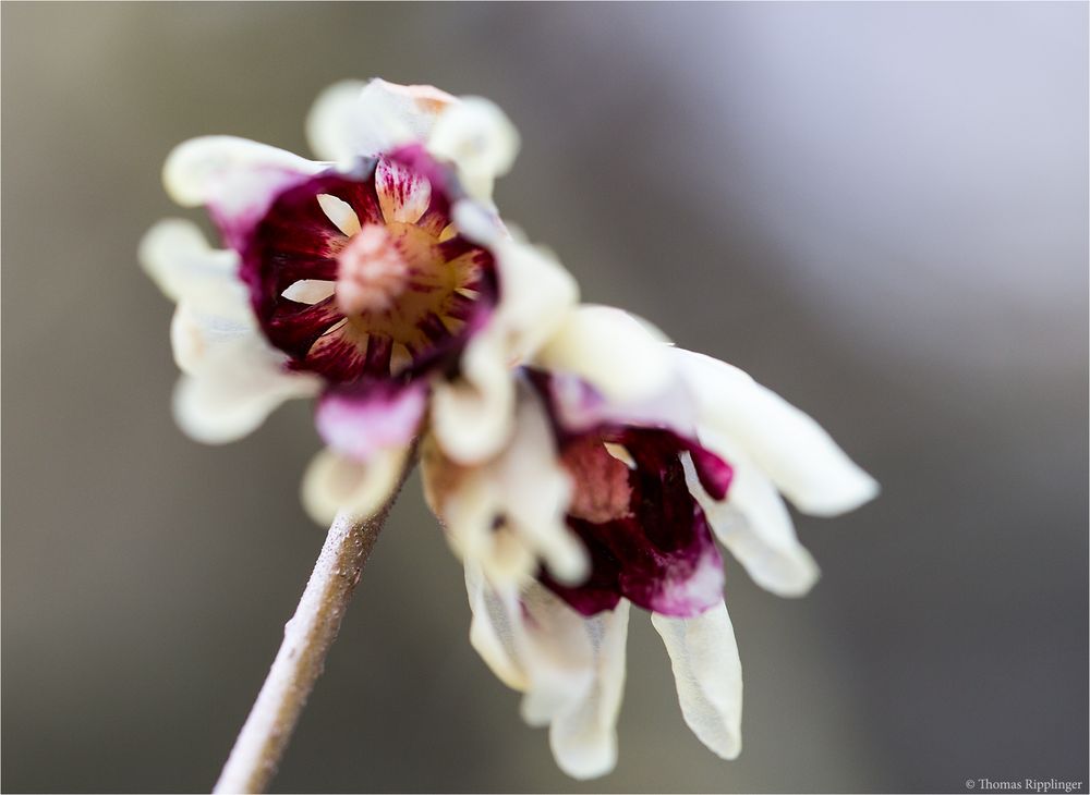 Chinesische Winterblüte (Chimonanthus praecox).... Foto & Bild