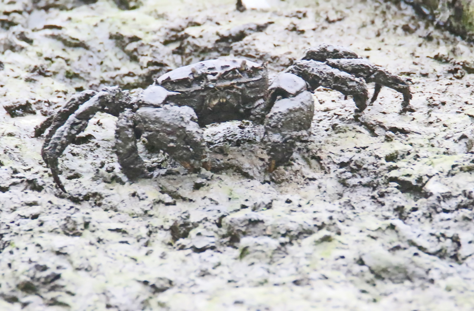 Chinesische Wollhandkrabbe (Eriocheir sinensis)