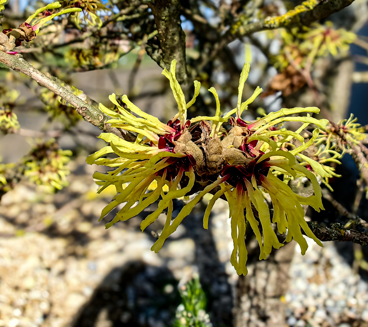 Chinesische Zaubernuss Hamamelis mollis