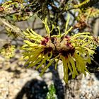 Chinesische Zaubernuss Hamamelis mollis