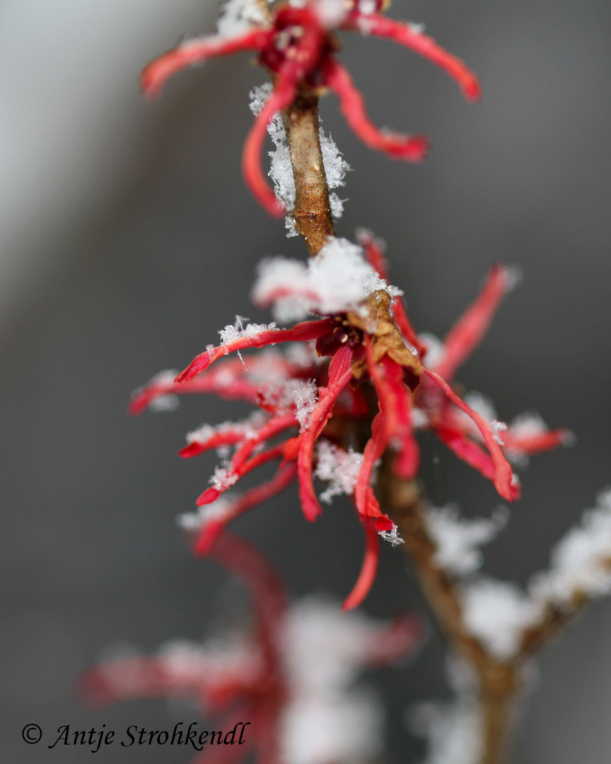 Chinesische Zaubernuss im Schnee