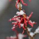 Chinesische Zaubernuss im Schnee