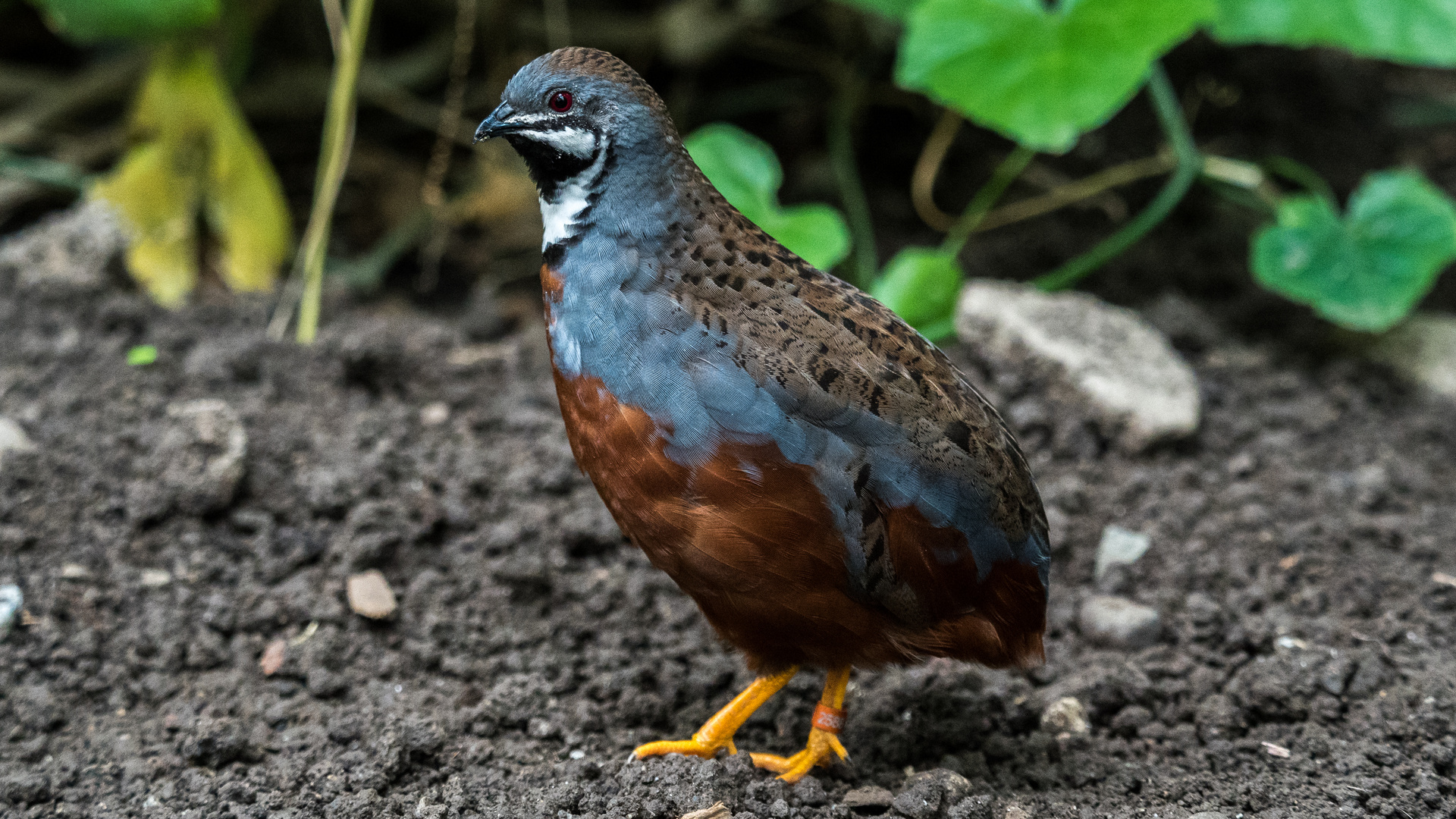 Chinesische Zwergwachtel Foto & Bild fotos, natur, schweiz Bilder auf