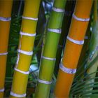 Chinesischer Bambus...