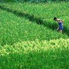 chinesischer Bauer bei harter Arbeit