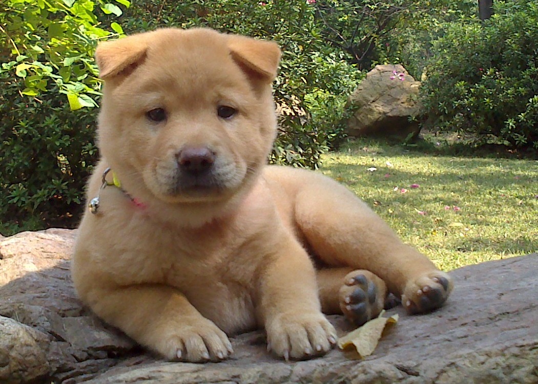 Chinesischer Bergpuma Foto Bild Tiere Haustiere Hunde Bilder Auf Fotocommunity