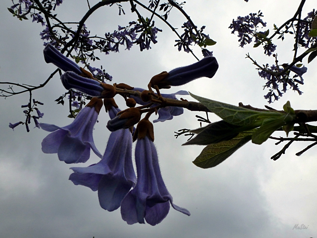 Chinesischer Blauglocken-Baum