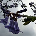 Chinesischer Blauglocken-Baum