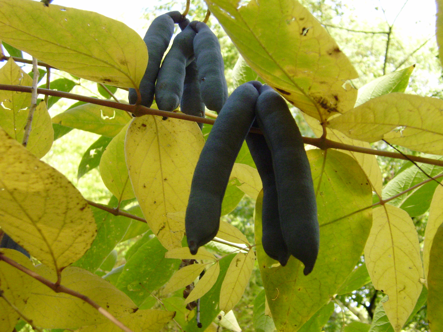 Chinesischer Blauschotenstrauch