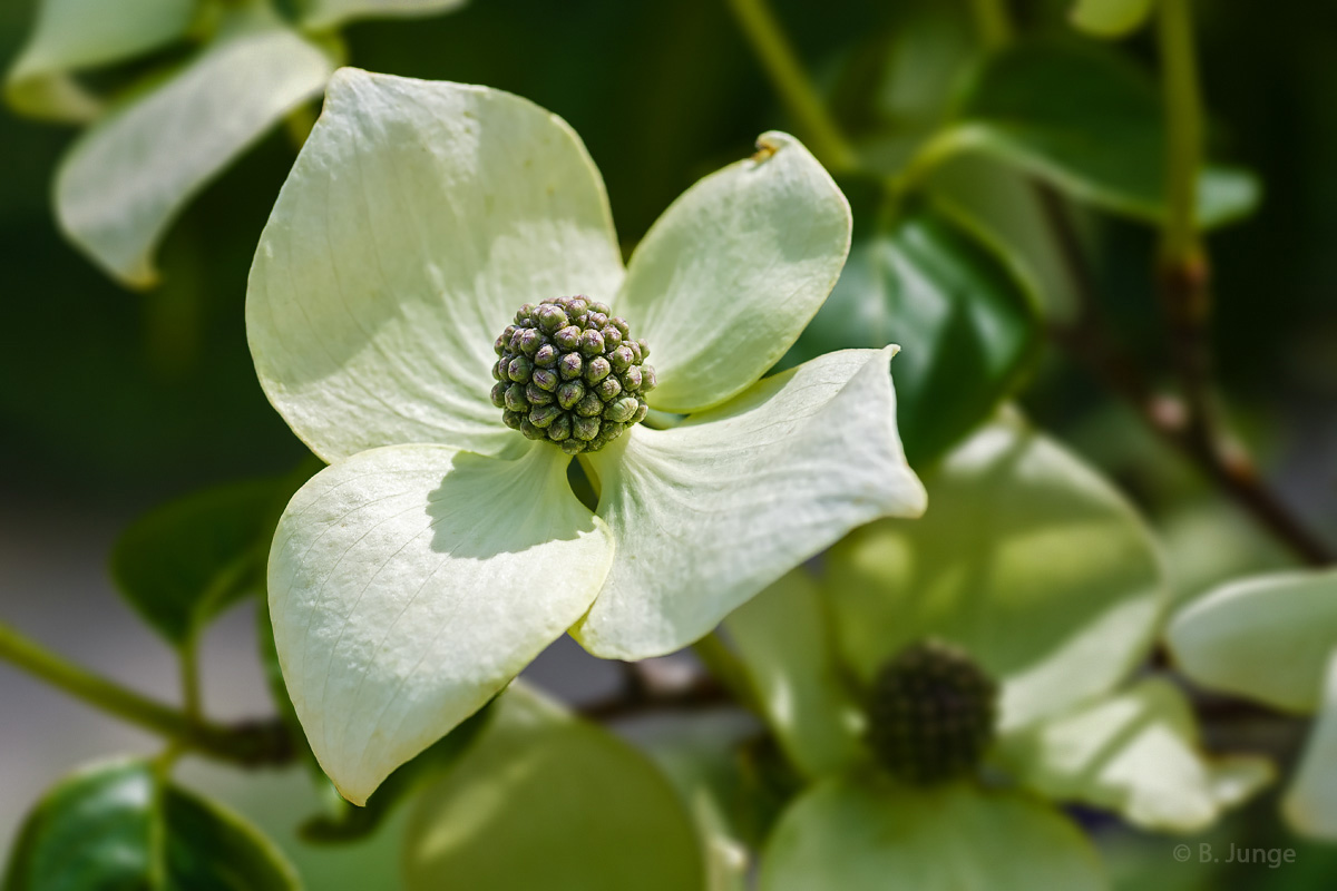 Chinesischer Blumenhartriegel