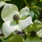 Chinesischer Blumenhartriegel