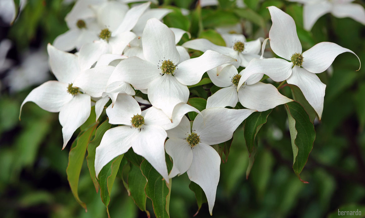 Chinesischer Blumenhartriegel