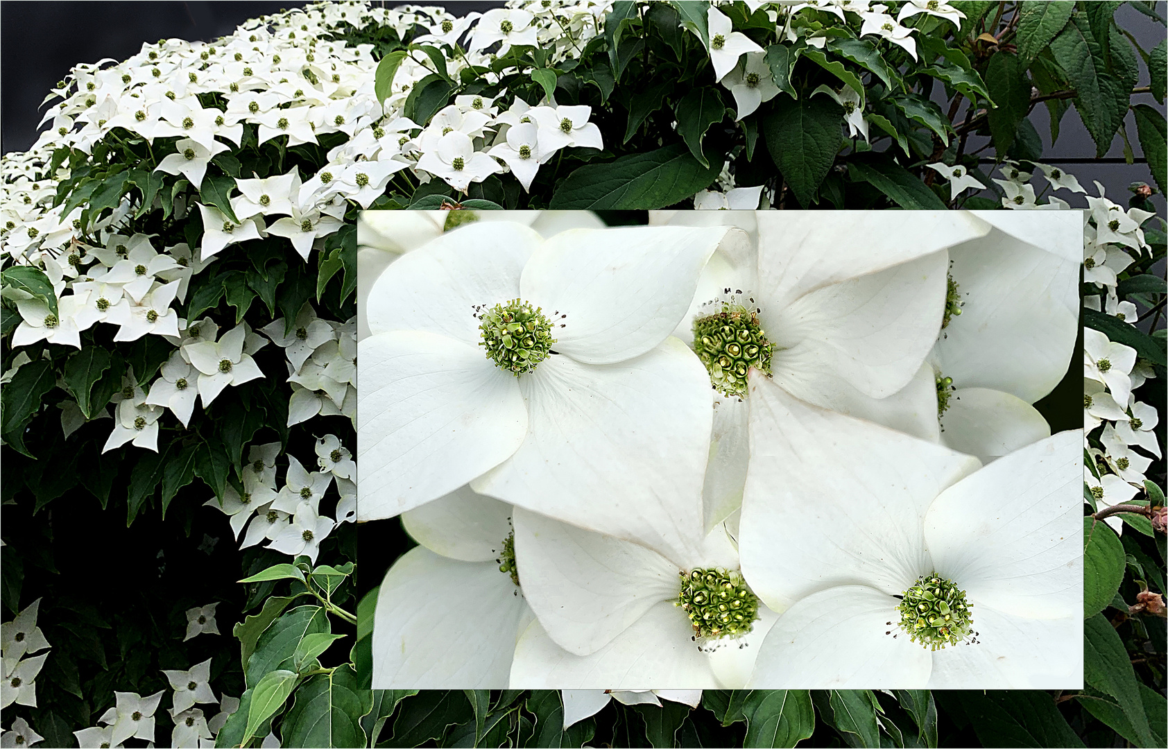 Chinesischer Blumenhartriegel (Cornus kousa)