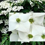 Chinesischer Blumenhartriegel (Cornus kousa)