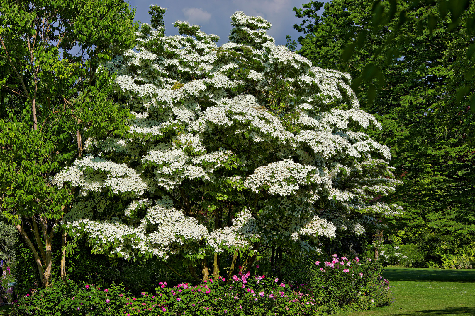 Chinesischer Blumenhartriegel Milky Way