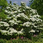 Chinesischer Blumenhartriegel Milky Way