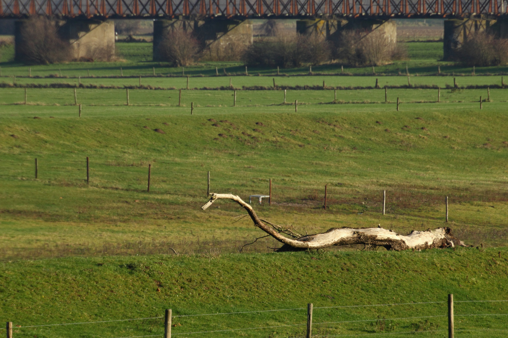 Chinesischer Drache in der Düffel