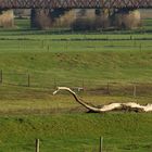 Chinesischer Drache in der Düffel