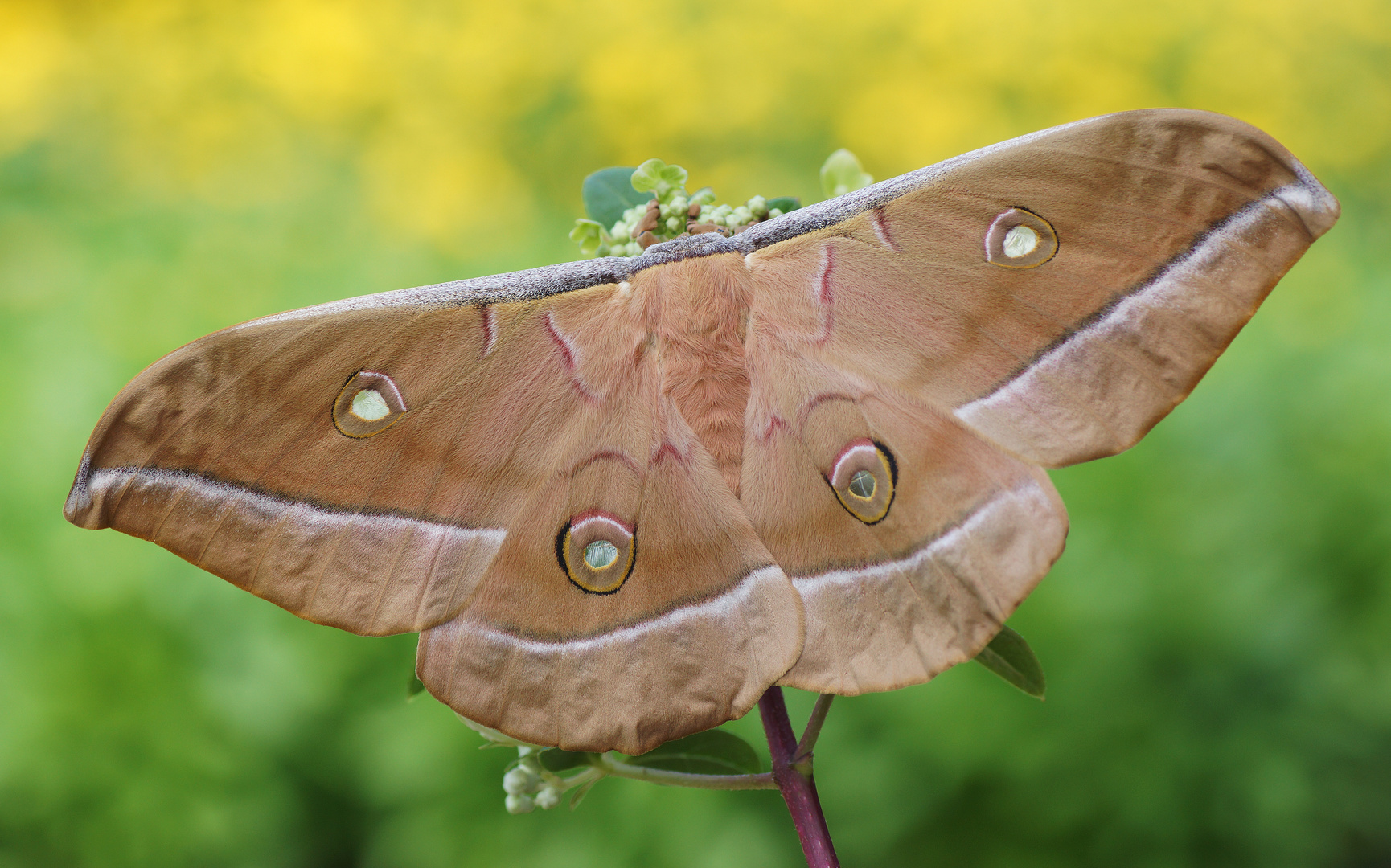 Chinesischer Eichenseidenspinner (Antheraea pernyi)