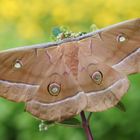 Chinesischer Eichenseidenspinner (Antheraea pernyi)