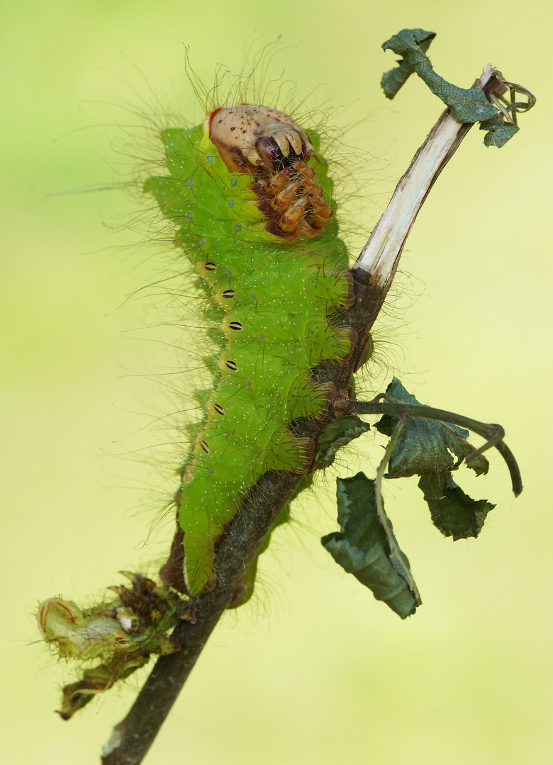 Chinesischer Eichenseidenspinner (Antheraea pernyi) 