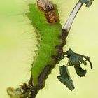 Chinesischer Eichenseidenspinner (Antheraea pernyi) 